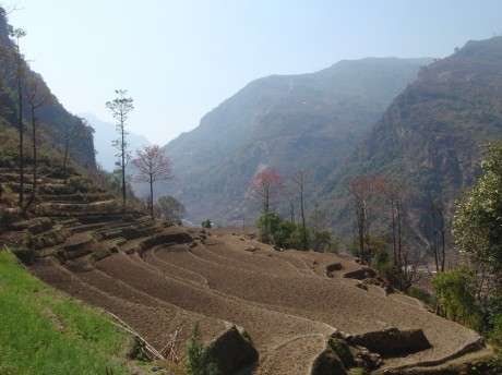 The terraced hillside in the lower Annapurna